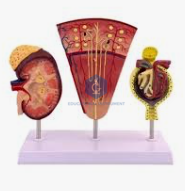 Human Kidney Structures, Free Standing